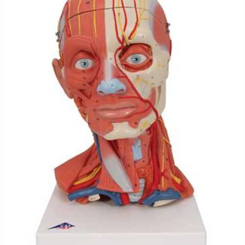 Anatomical model of the head and neck musculoskeletal system