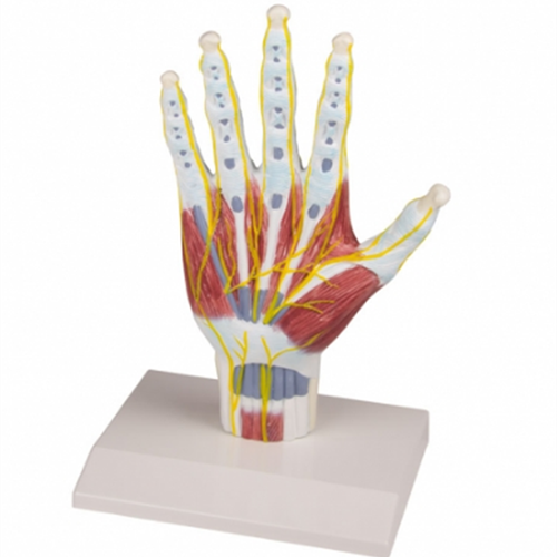 Model of hand anatomy structure