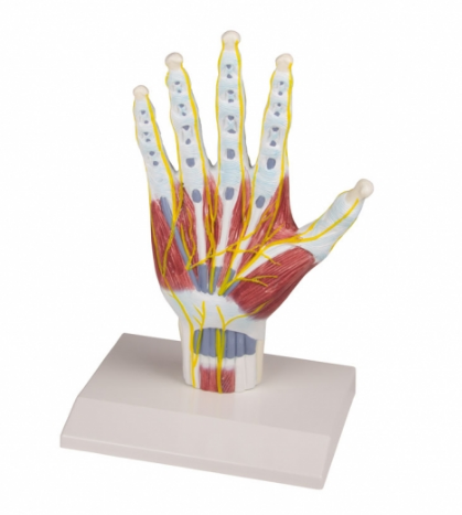 Mô hình cấu trúc giải phẫu bàn tay