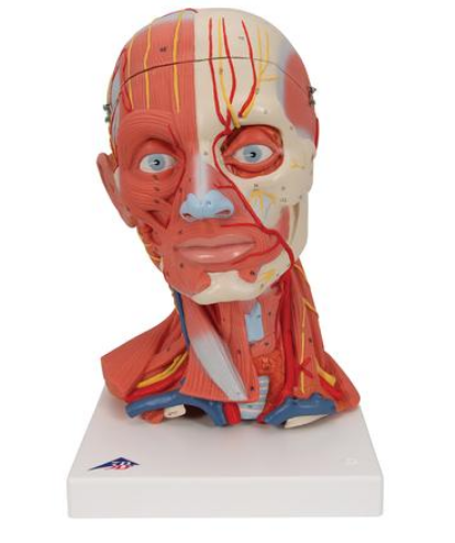 Mô hình giải phẫu hệ cơ xương đầu mặt cổ